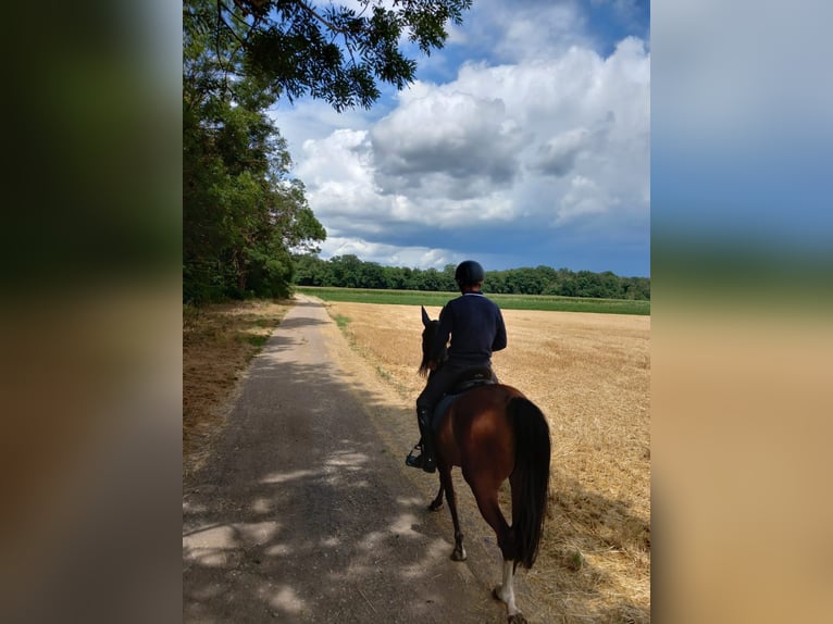 Tennessee walking horse Mare 5 years 15,1 hh Sabino in Vill&#xE9;