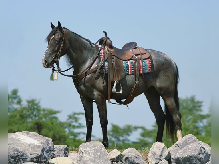 Tennessee walking horse Mare 5 years Roan-Blue in Rebersburg