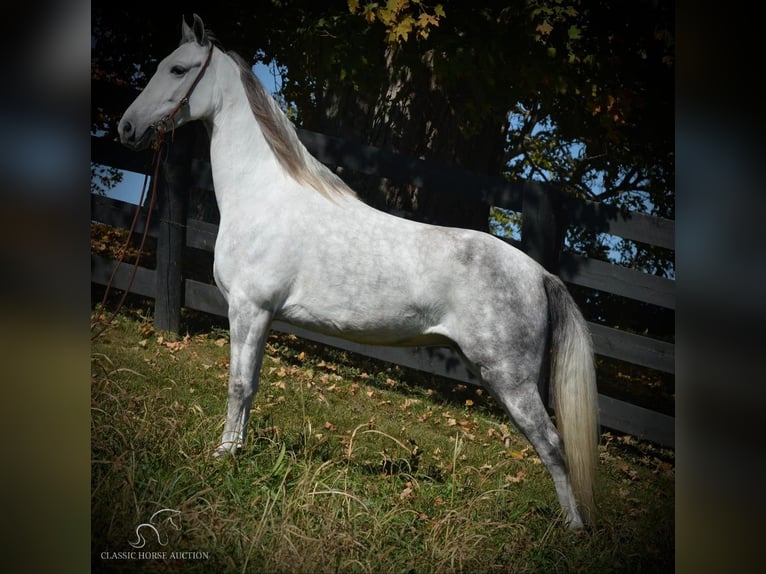 Tennessee walking horse Mare 6 years 14 hh Grey in Hustonville, KY