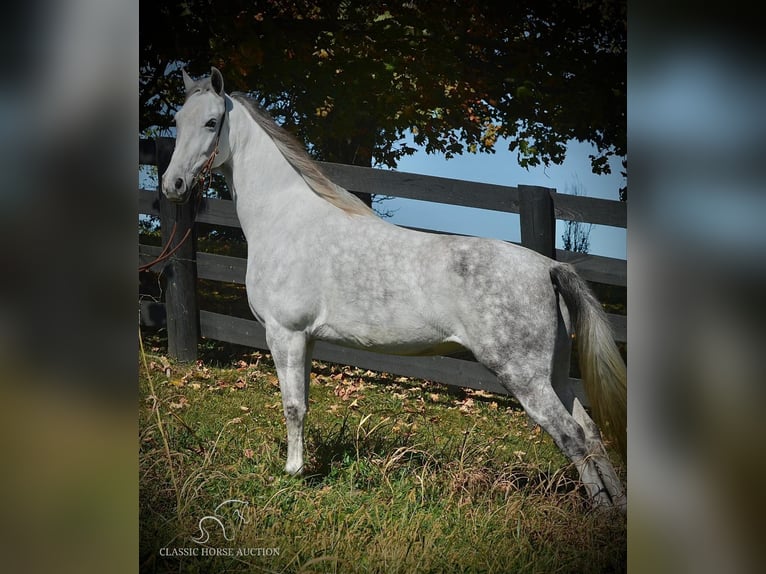 Tennessee walking horse Mare 6 years 14 hh Grey in Hustonville, KY