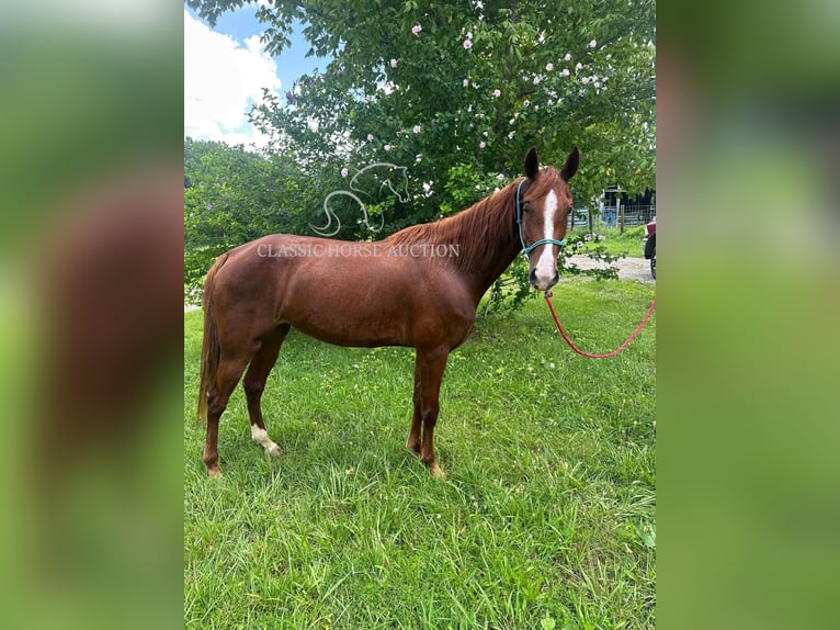 Tennessee walking horse Mare 6 years 14 hh Sorrel in Tompkinsville, KY