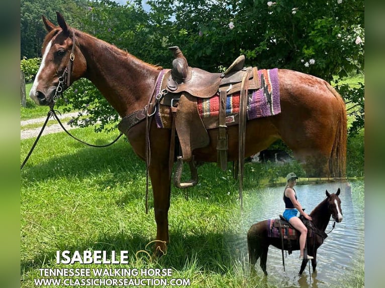 Tennessee walking horse Mare 6 years 14 hh Sorrel in Tompkinsville, KY