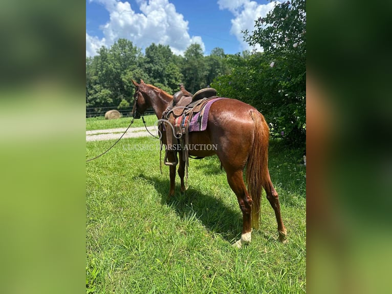 Tennessee walking horse Mare 6 years 14 hh Sorrel in Tompkinsville, KY