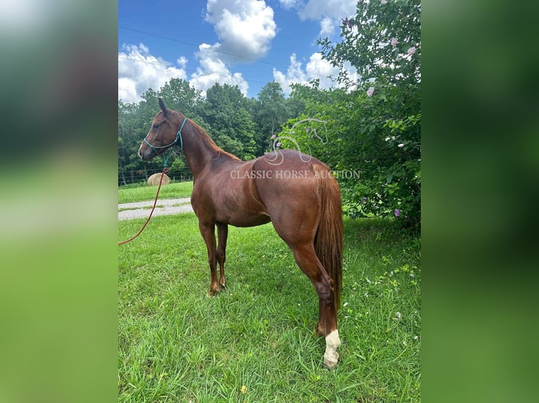 Tennessee walking horse Mare 6 years 14 hh Sorrel in Tompkinsville, KY