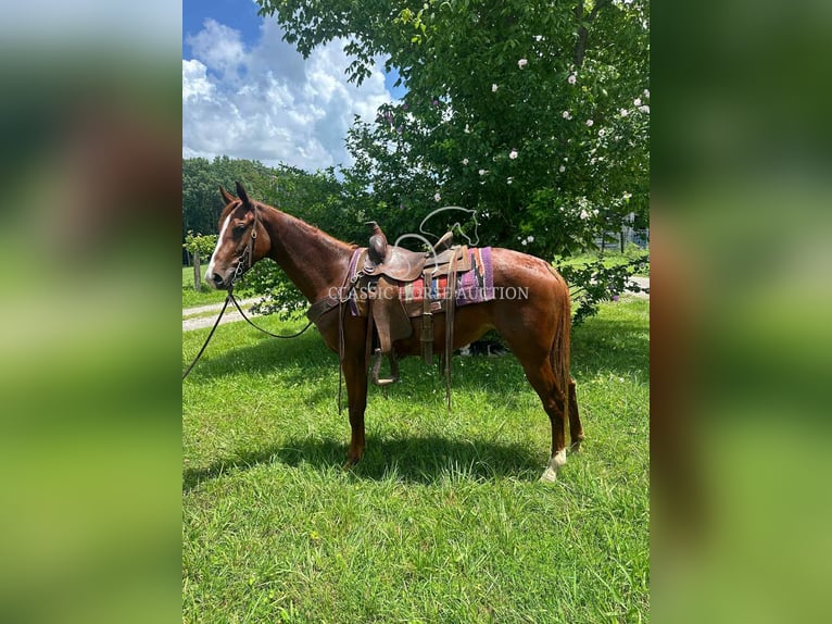 Tennessee walking horse Mare 6 years 14 hh Sorrel in Tompkinsville, KY