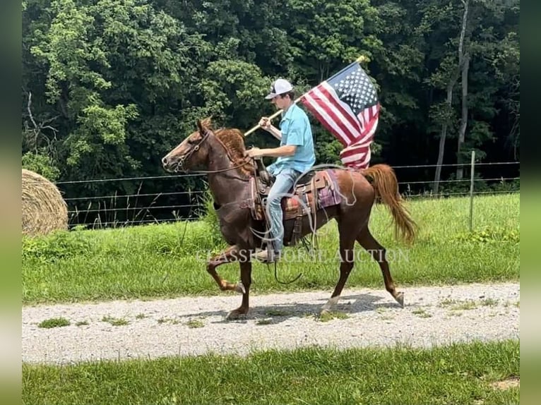Tennessee walking horse Mare 6 years 14 hh Sorrel in Tompkinsville, KY
