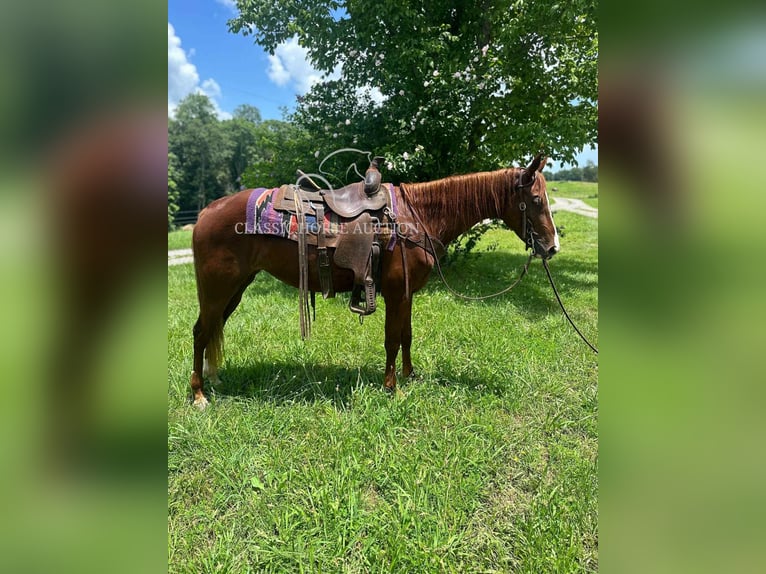 Tennessee walking horse Mare 6 years 14 hh Sorrel in Tompkinsville, KY