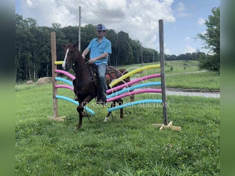Tennessee walking horse Mare 6 years 14 hh Sorrel in Tompkinsville, KY