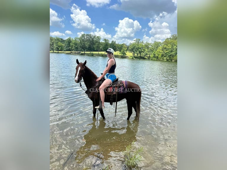 Tennessee walking horse Mare 6 years 14 hh Sorrel in Tompkinsville, KY