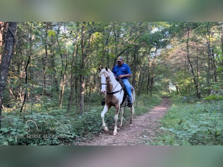 Tennessee walking horse Mare 6 years 15 hh in Lewisburg, TN