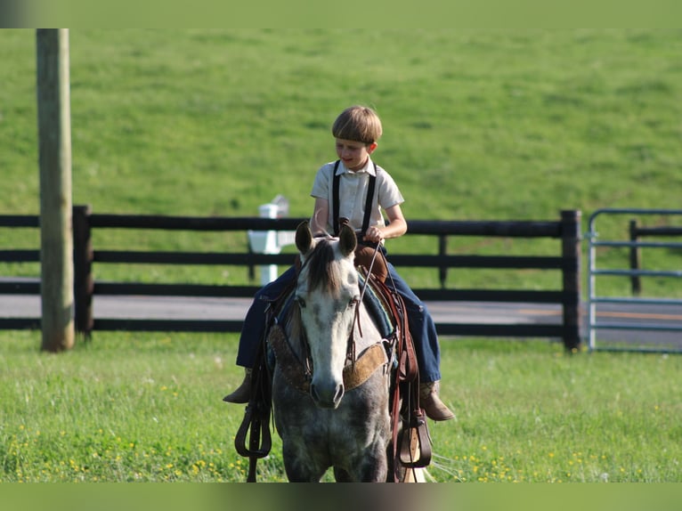 Tennessee walking horse Mare 6 years 15 hh Gray in Sonora, KY