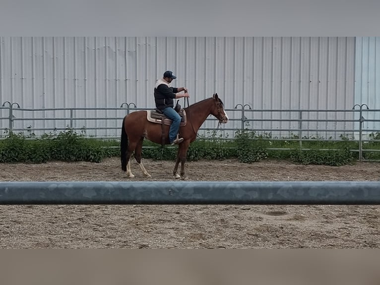 Tennessee walking horse Mare 6 years 15 hh Sabino in Obernai