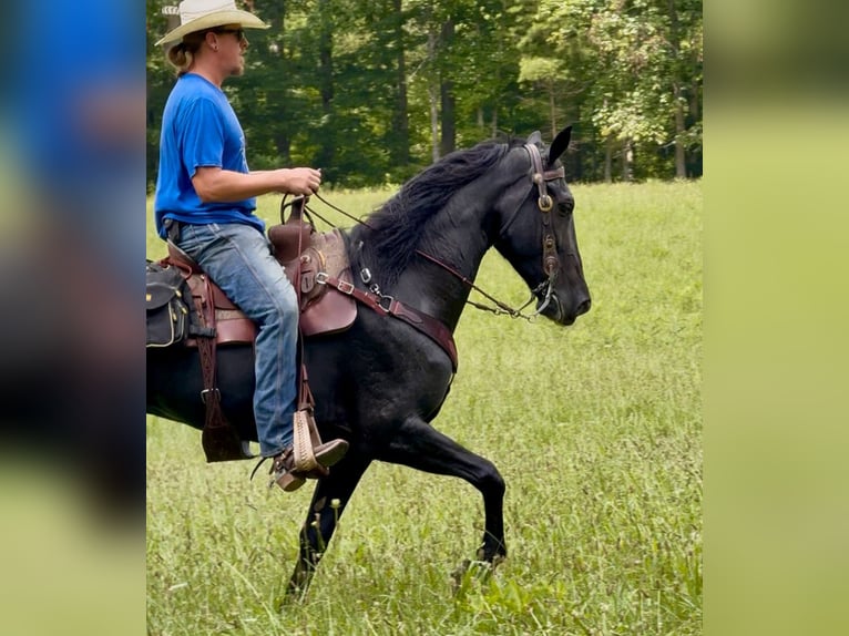 Tennessee walking horse Mare 6 years Black in Olive Hill