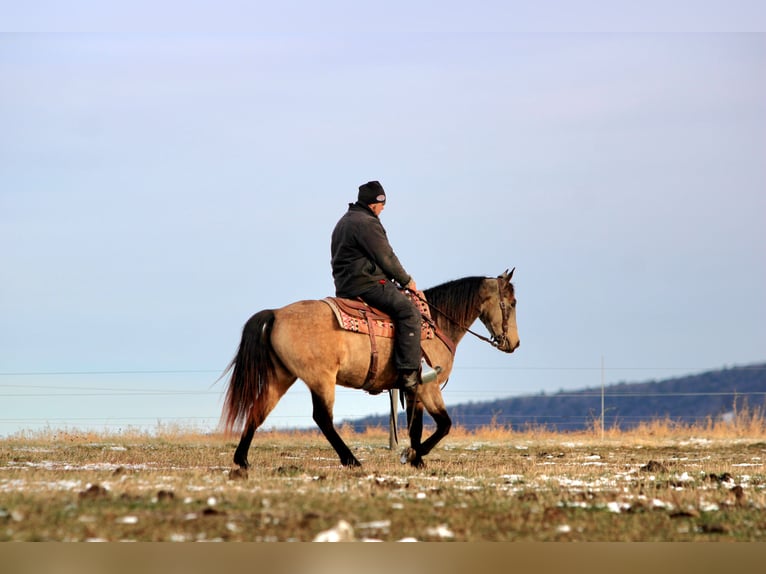 Tennessee walking horse Mare 6 years Buckskin in Rebersburg