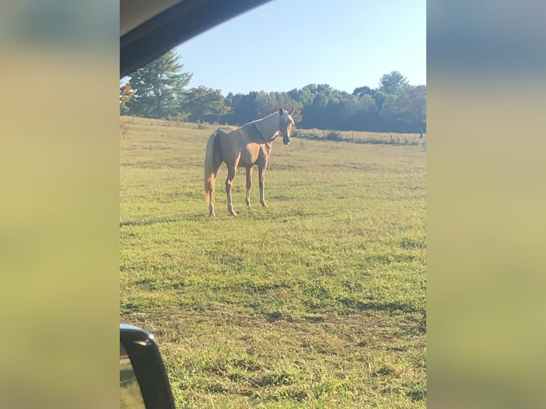 Tennessee walking horse Mare 7 years 14,3 hh Palomino in Blairsville