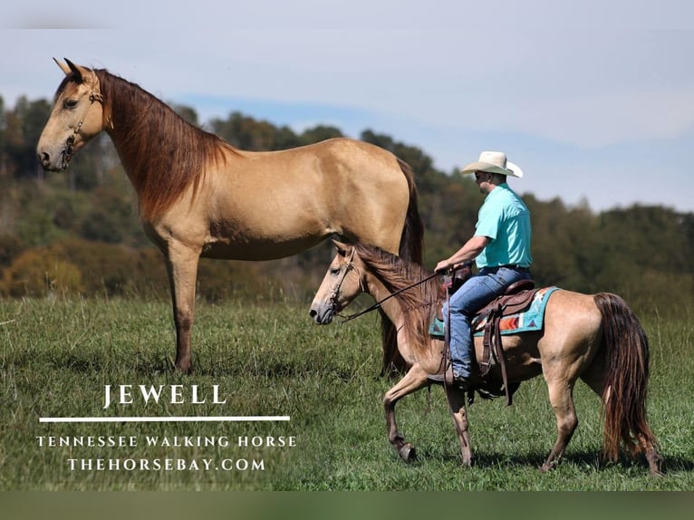Tennessee walking horse Mare 8 years 14 hh Champagne in Parkers Lake, KY