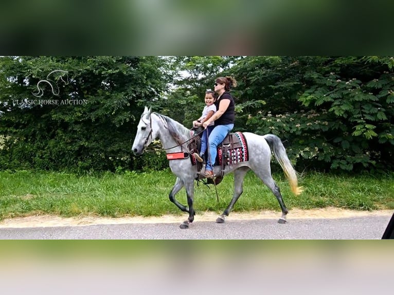 Tennessee walking horse Mare 8 years 14 hh Grey in Gillsville, ga