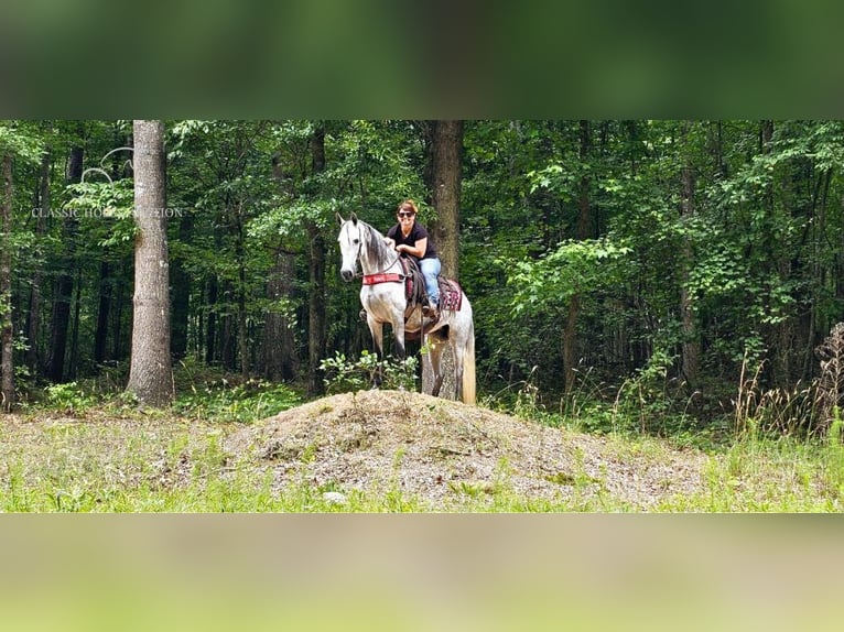 Tennessee walking horse Mare 8 years 14 hh Grey in Gillsville, ga