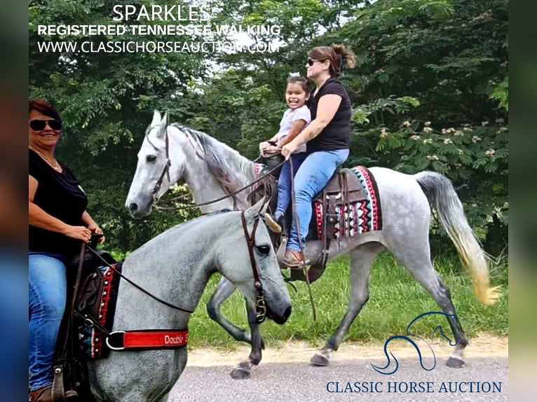 Tennessee walking horse Mare 8 years 14 hh Grey in Gillsville, ga