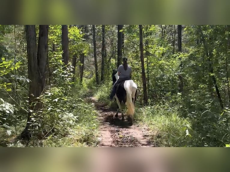 Tennessee walking horse Mare 8 years 15,1 hh Tobiano-all-colors in Lewisburg