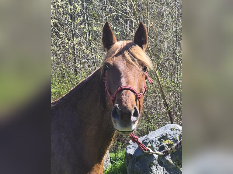Tennessee walking horse Mare 8 years 16 hh Sorrel in Poulsbo, Wa