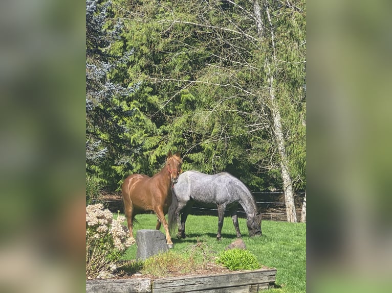 Tennessee walking horse Mare 8 years 16 hh Sorrel in Poulsbo, Wa