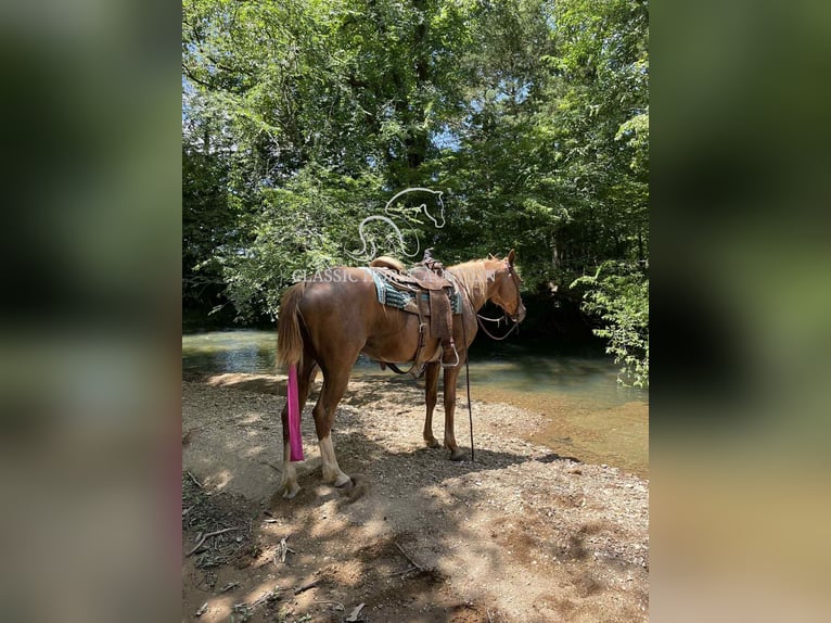 Tennessee walking horse Mare 9 years 14 hh Roan-Red in Smithville, TN