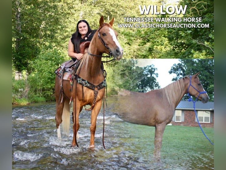 Tennessee walking horse Mare 9 years 14 hh Roan-Red in Smithville, TN