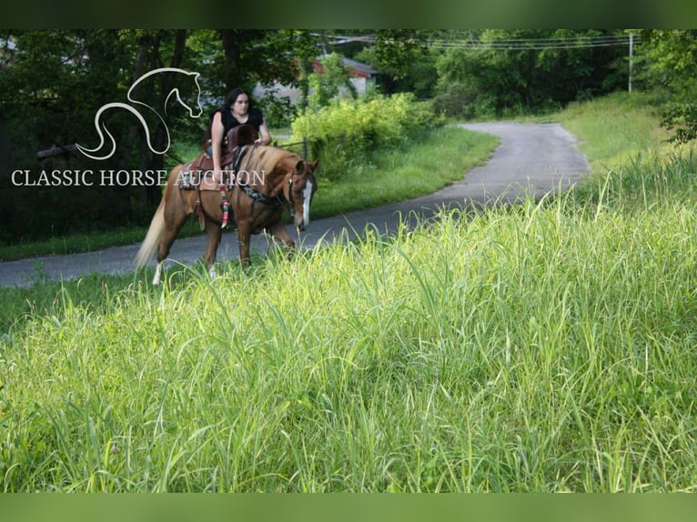 Tennessee walking horse Mare 9 years 14 hh Roan-Red in Smithville, TN
