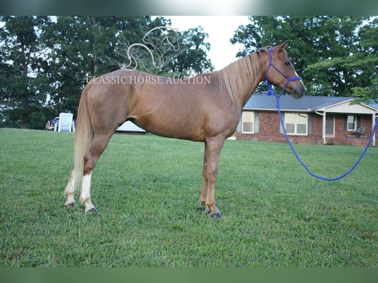 Tennessee walking horse Mare 9 years 14 hh Roan-Red in Smithville, TN