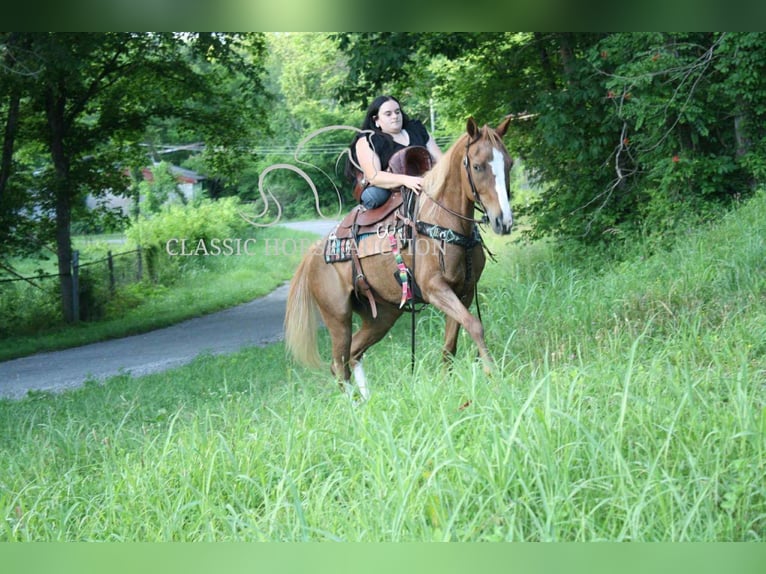 Tennessee walking horse Mare 9 years 14 hh Roan-Red in Smithville, TN