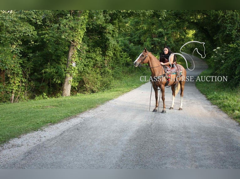 Tennessee walking horse Mare 9 years 14 hh Roan-Red in Smithville, TN