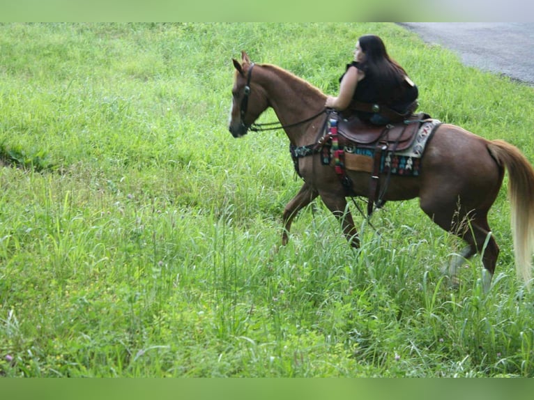 Tennessee walking horse Mare 9 years 14 hh Roan-Red in Smithville, TN
