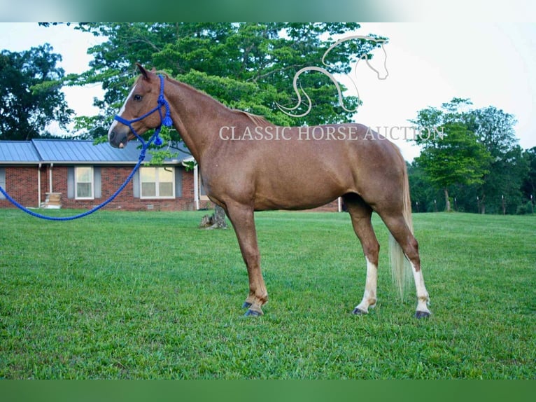 Tennessee walking horse Mare 9 years 14 hh Roan-Red in Smithville, TN