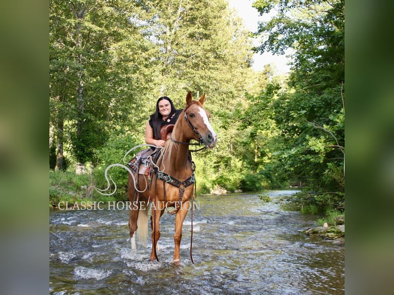 Tennessee walking horse Mare 9 years 14 hh Roan-Red in Smithville, TN