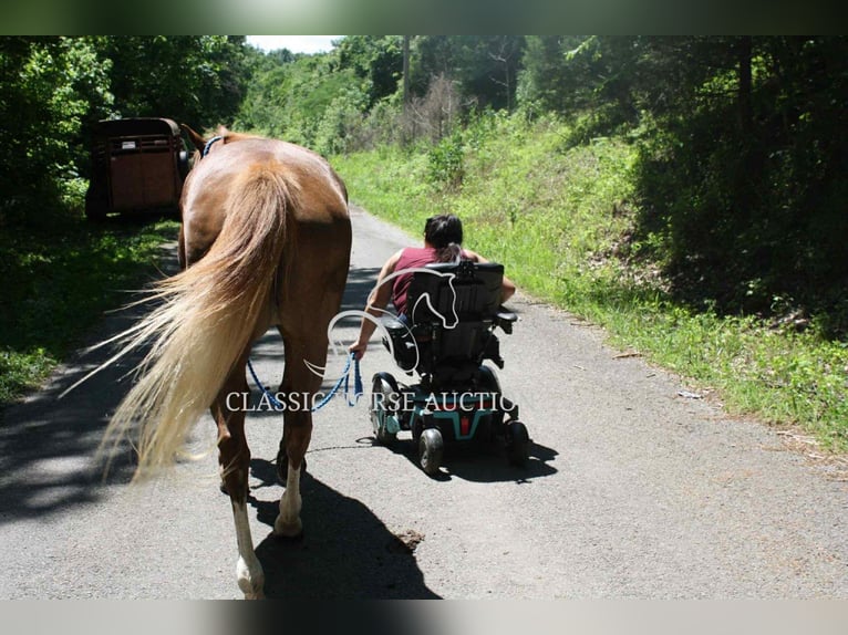 Tennessee walking horse Mare 9 years 14 hh Roan-Red in Smithville, TN