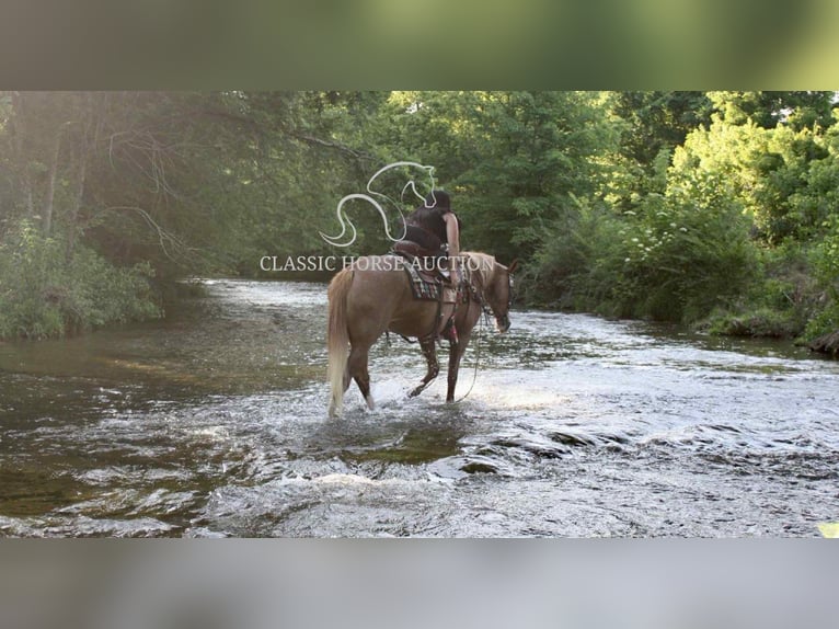 Tennessee walking horse Mare 9 years 14 hh Roan-Red in Smithville, TN
