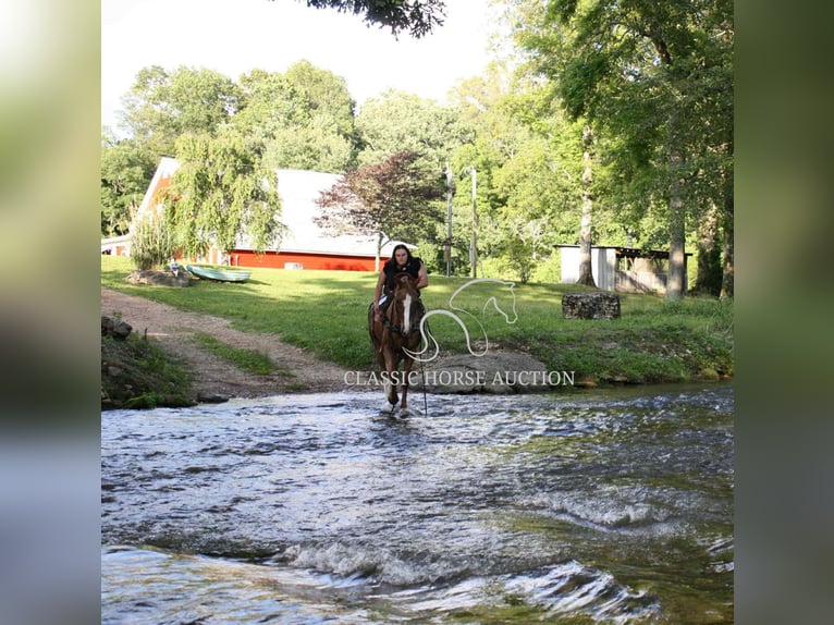 Tennessee walking horse Mare 9 years 14 hh Roan-Red in Smithville, TN