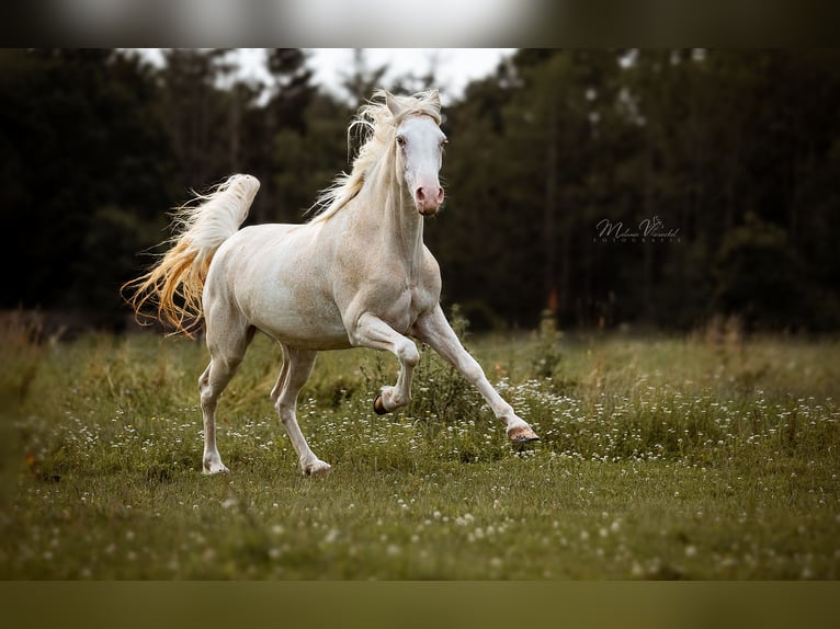 Tennessee walking horse Mare 9 years 15.1 hh Sabino in Aichtal