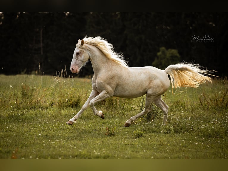 Tennessee walking horse Mare 9 years 15.1 hh Sabino in Aichtal