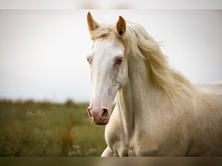 Tennessee walking horse Mare 9 years 15.1 hh Sabino in Aichtal