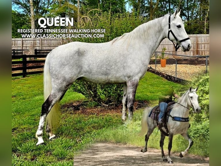 Tennessee walking horse Mare 9 years 15 hh Grey in Gillsville, GA