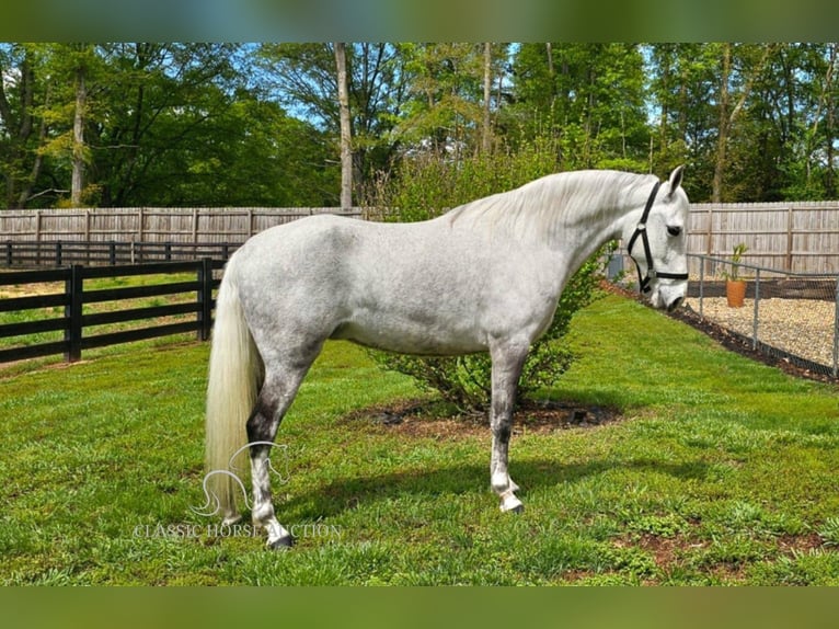 Tennessee walking horse Mare 9 years 15 hh Grey in Gillsville, GA