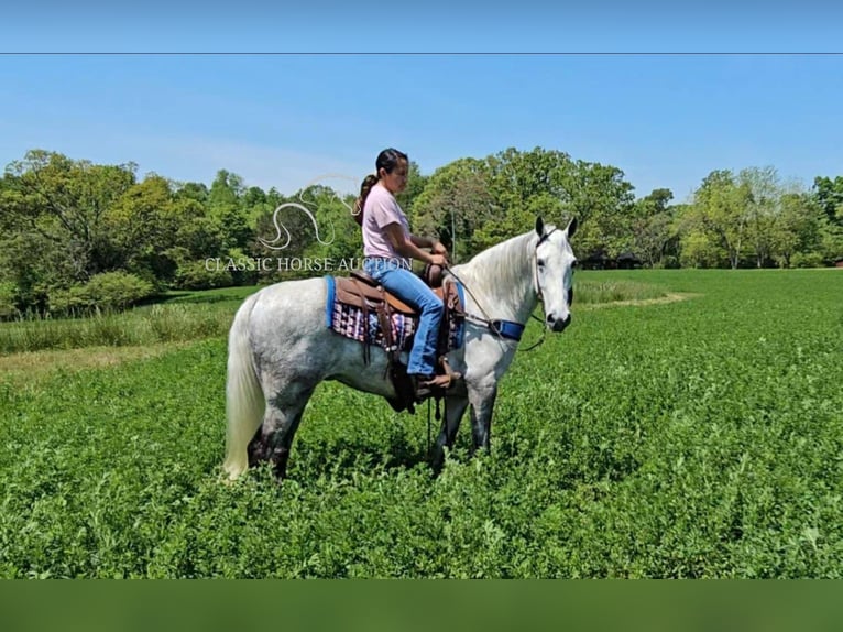 Tennessee walking horse Mare 9 years 15 hh Grey in Gillsville, GA
