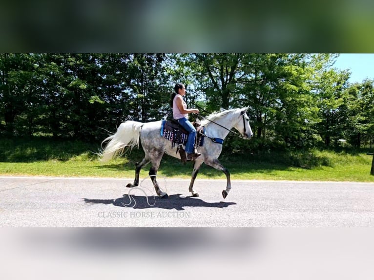 Tennessee walking horse Mare 9 years 15 hh Grey in Gillsville, GA