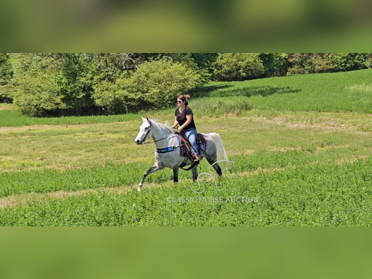 Tennessee walking horse Mare 9 years 15 hh Grey in Gillsville, GA