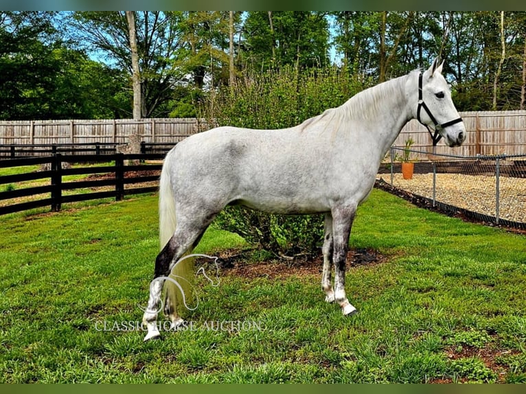 Tennessee walking horse Mare 9 years 15 hh Grey in Gillsville, GA