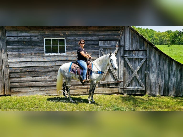 Tennessee walking horse Mare 9 years 15 hh Grey in Gillsville, GA