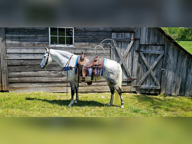 Tennessee walking horse Mare 9 years 15 hh Grey in Gillsville, GA
