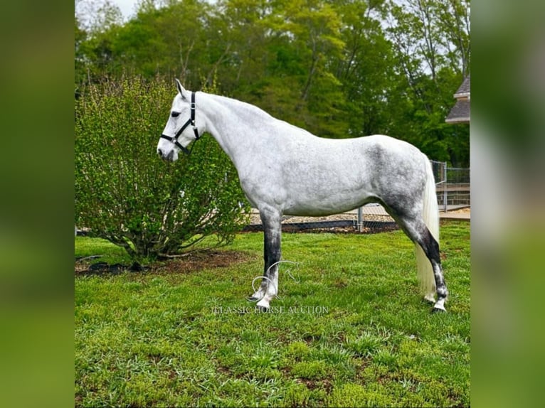 Tennessee walking horse Mare 9 years 15 hh Grey in Gillsville, GA